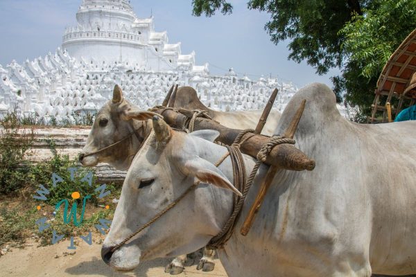 Qurbani Donation – Fulfill Your Sacrifice with a Cow Share in Myanmar