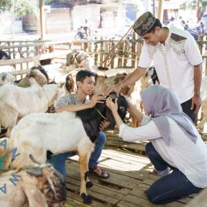 Qurbani-Spende – Erfülle dein Opfer mit einem Schaf oder einer Ziege in Myanmar