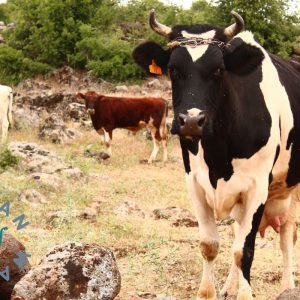 Qurbani-Spende – Erfülle dein Opfer mit einem Kuhanteil in der Türkei