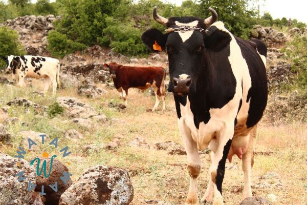 Qurbani Donation – Fulfill Your Sacrifice with a Cow Share in Turkey