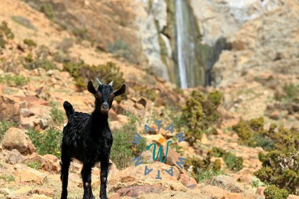 Qurbani Donation – Fulfill Your Sacrifice with a Sheep or Goat in Yemen