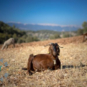 Qurbani-Spende – Erfülle dein Opfer mit einem Schaf oder einer Ziege in der Türkei