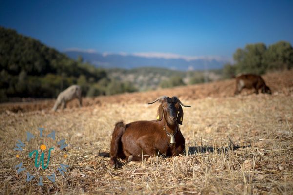 Qurbani Donation – Fulfill Your Sacrifice with a Sheep or Goat in Turkey