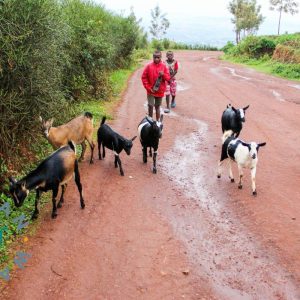 Qurbani-Spende – Erfülle dein Opfer mit einem Schaf oder einer Ziege in Afrika
