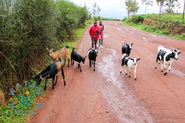 Qurbani Donation – Fulfill Your Sacrifice with a Sheep or Goat in Africa