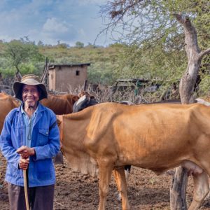 Qurbani-Spende – Erfülle dein Opfer mit einer ganzen Kuh in Afrika