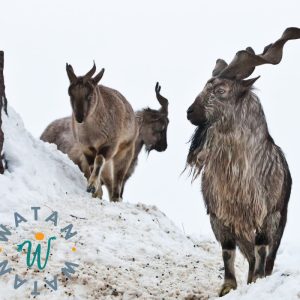 Qurbani-Spende – Erfülle dein Opfer mit einem Schaf oder einer Ziege in Afghanistan