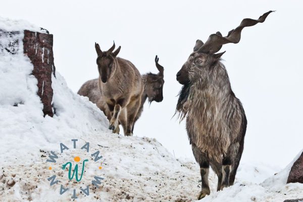 Qurbani Donation – Fulfill Your Sacrifice with a Sheep or Goat in Afghanistan