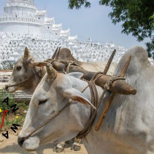 Qurbani-Spende – Erfülle dein Opfer mit einem Kuhanteil in Myanmar