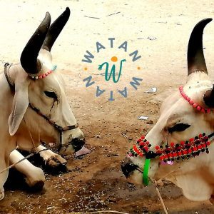 Qurbani-Spende – Erfülle dein Opfer mit einem Kuhanteil in Pakistan