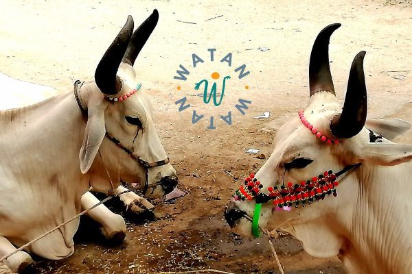 Qurbani Donation – Fulfill Your Sacrifice with a Cow Share in Pakistan
