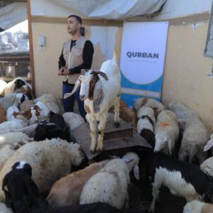 Qurbani-Spende – Erfülle dein Opfer mit einem Schaf oder einer Ziege in Palästina